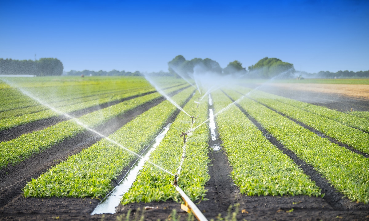 Irrigation in action